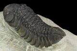 Bargain, Austerops Trilobite - Visible Eye Facets #120071-3